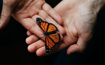 papillon-1